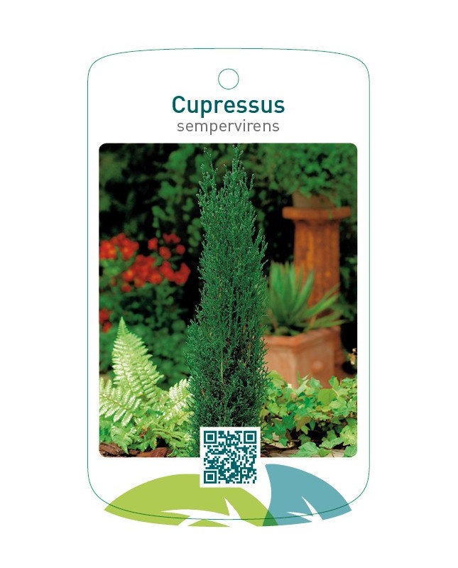 Cupressus sempervirens