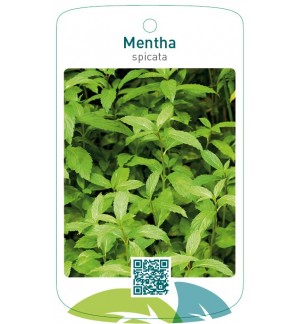 Mentha spicata