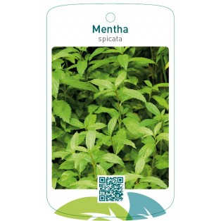 Mentha spicata