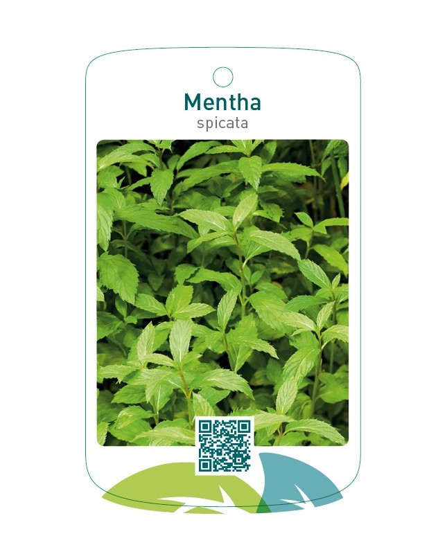 Mentha spicata
