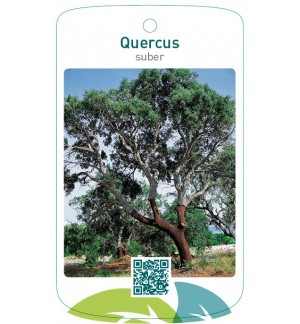 Quercus suber