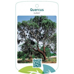 Quercus suber