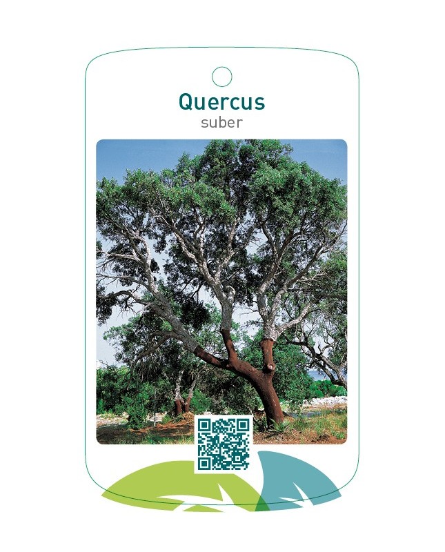 Quercus suber