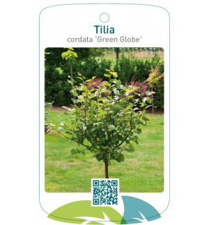 Tilia cordata 'Green Globe'