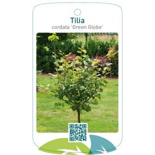 Tilia cordata 'Green Globe'
