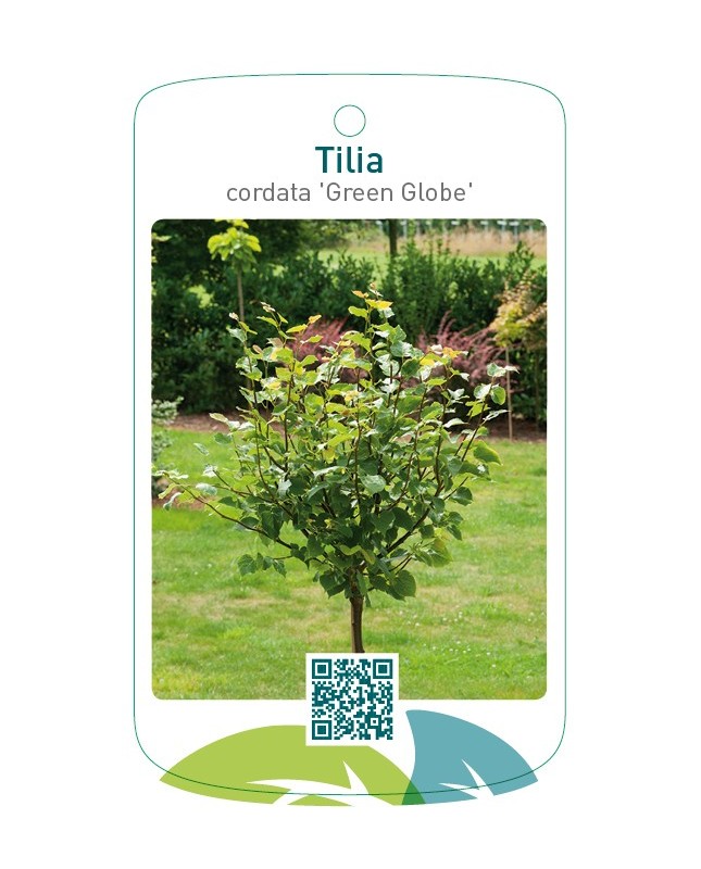 Tilia cordata 'Green Globe'