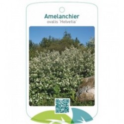 Amelanchier ovalis 'Helvetia'