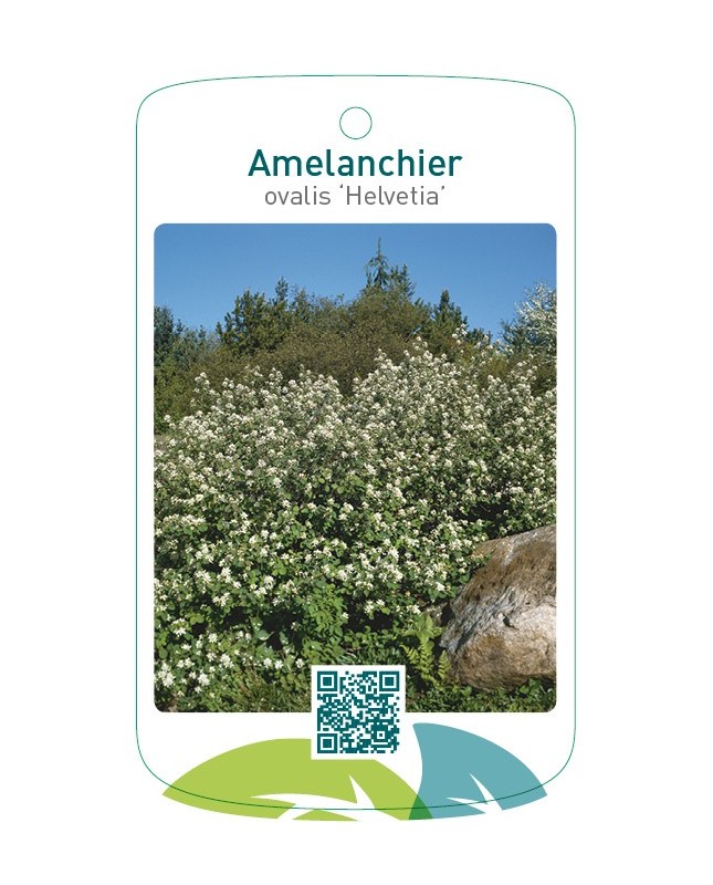 Amelanchier ovalis 'Helvetia'