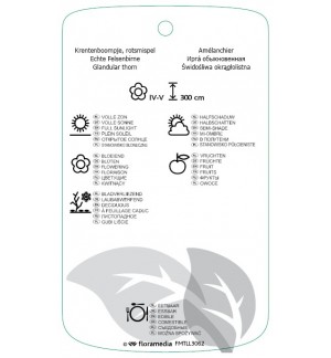 Etichette di Amelanchier ovalis 'Helvetia' *