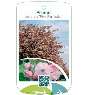 Prunus serrulata 'Pink Perfection'
