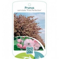 Prunus serrulata 'Pink Perfection'