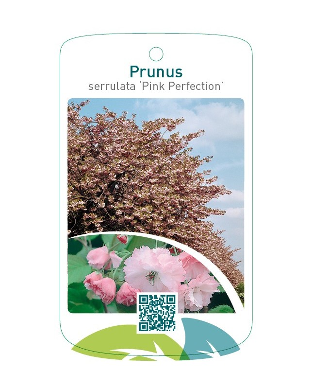 Prunus serrulata 'Pink Perfection'