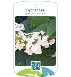 Hydrangea quercifolia 'Alice'