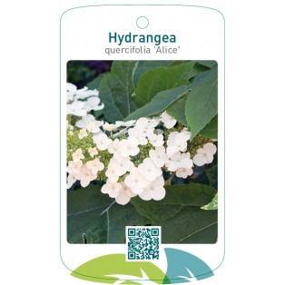 Hydrangea quercifolia 'Alice'