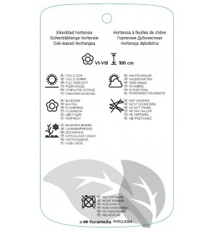 Etichette di Hydrangea quercifolia 'Alice' *