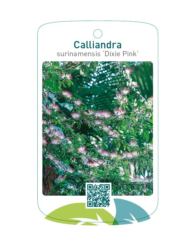 Calliandra surinamensis 'Dixie Pink'