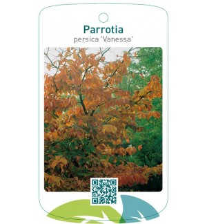 Parrotia persica 'Vanessa'