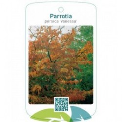 Parrotia persica 'Vanessa'