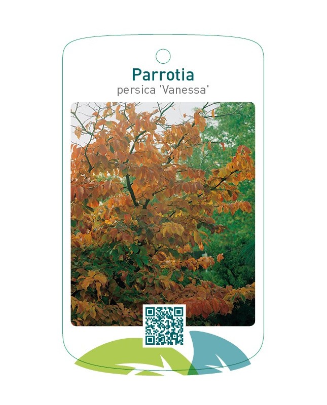 Parrotia persica 'Vanessa'