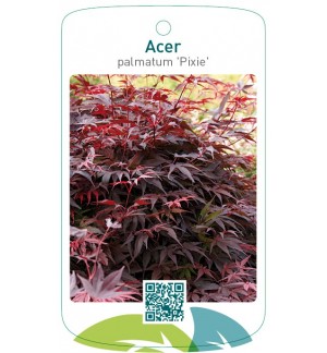 Acer palmatum ' Pixie'