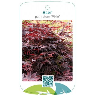 Acer palmatum ' Pixie'