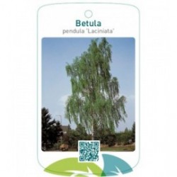 Betula pendula 'Laciniata'