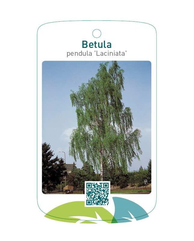 Betula pendula 'Laciniata'