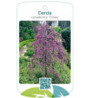 Cercis cancanadensis 'Covey'