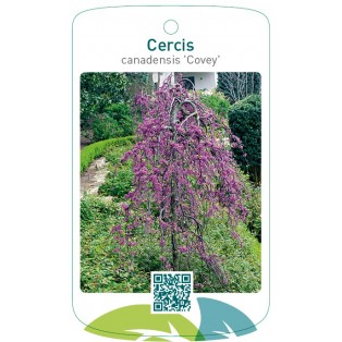 Cercis cancanadensis 'Covey'