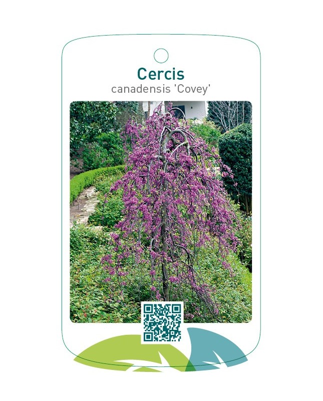 Cercis cancanadensis 'Covey'
