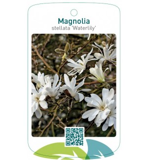 Magnolia stellata 'Waterlily'
