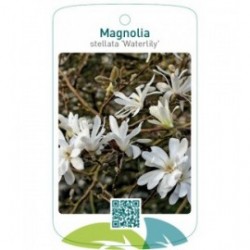 Magnolia stellata 'Waterlily'