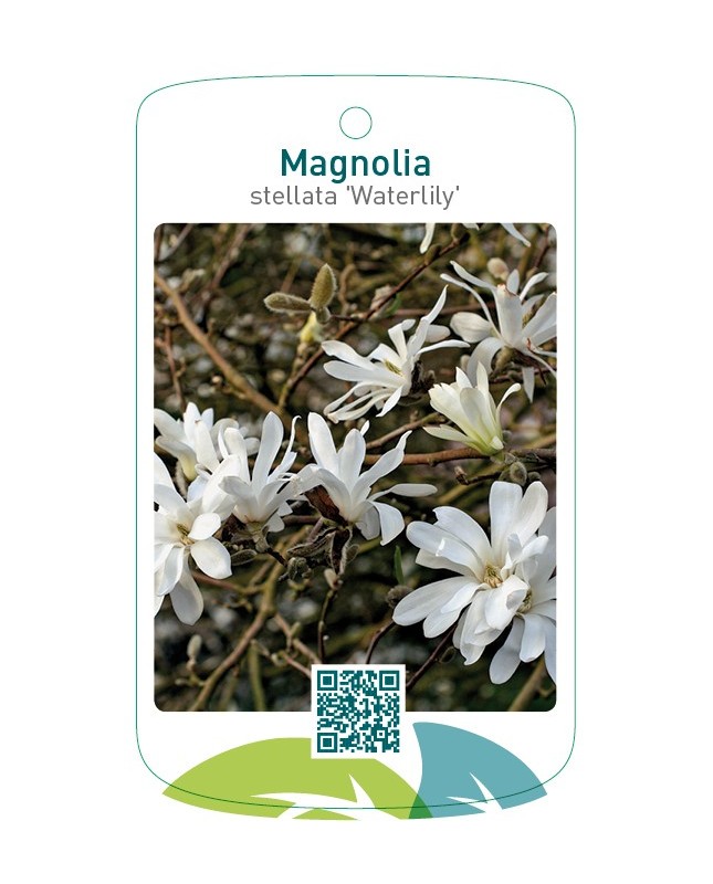 Magnolia stellata 'Waterlily'