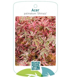 Acer palmatum 'Shirazz'