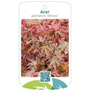 Acer palmatum 'Shirazz'