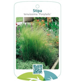 Stipa tenuissima 'Ponytails'