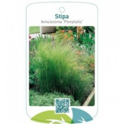 Stipa tenuissima 'Ponytails'
