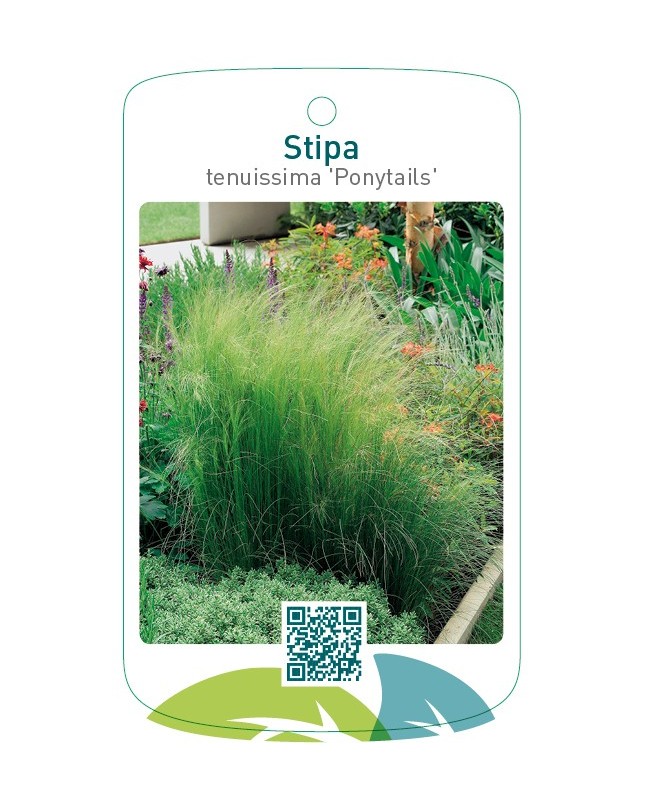 Stipa tenuissima 'Ponytails'