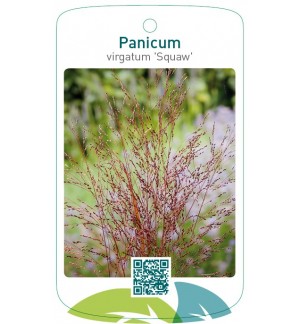 Panicum virgatum 'Squaw'