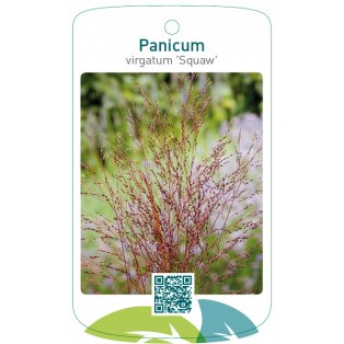 Panicum virgatum 'Squaw'