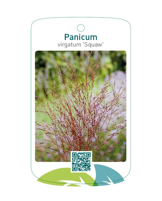 Panicum virgatum 'Squaw'
