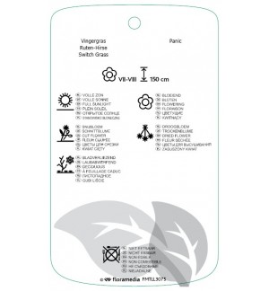 Etichette di Panicum virgatum 'Squaw' *