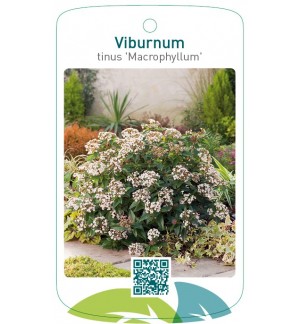Viburnum tinus 'Macrophyllum'