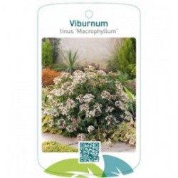 Viburnum tinus 'Macrophyllum'