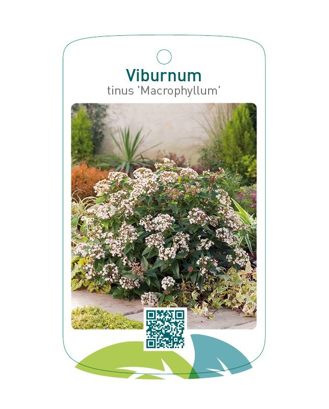 Viburnum tinus 'Macrophyllum'
