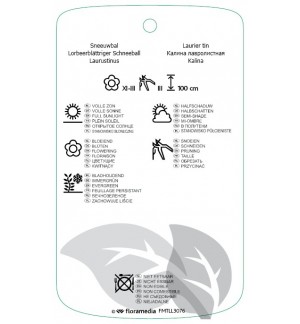 Etichette di Viburnum tinus 'Macrophyllum' *