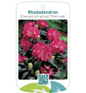 Rhododendron [Caucasicum] 'Pink Lady'