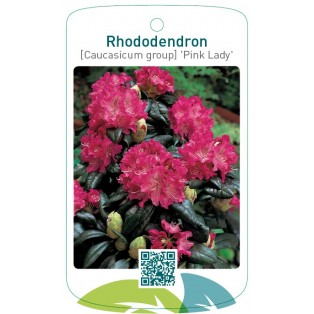 Rhododendron [Caucasicum] 'Pink Lady'