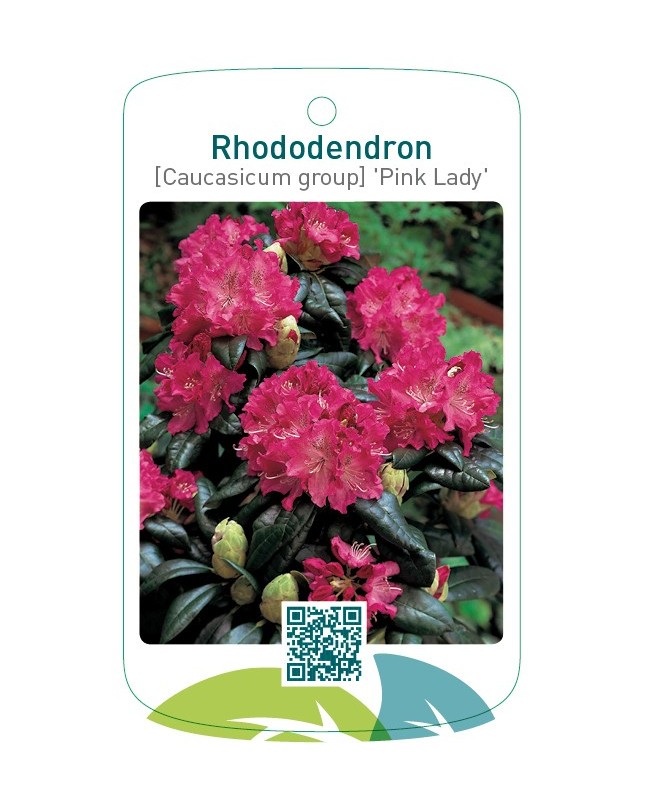 Rhododendron [Caucasicum] 'Pink Lady'