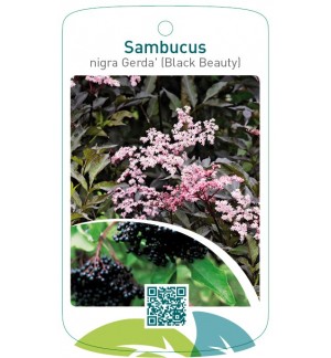 Sambucus nigra 'Gerda' (Black Beauty)